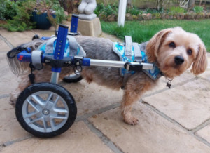Warrior Harness for Walkin' Wheels dog wheelchair