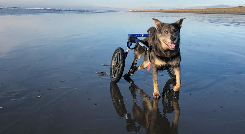 Get a Dog Used to Their New Wheelchair