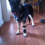dog carpal splint for injured front leg