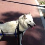 rear dog wheelchair for paralyzed dog