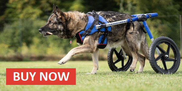 German Shepherd Wheelchair buy now