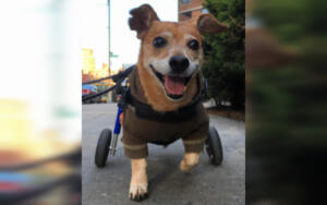 Oscar, a very special specially-abled pet!