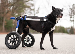 Rear dog wheelchair harness for Walkin' Wheels