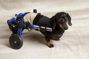 Dachshund cart for rescue