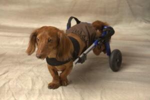 Dachshund wheelchair for long-haired Doxie