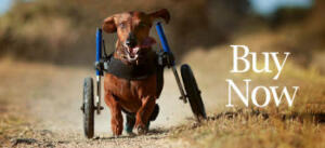 Walkin' Wheels dachshund wheelchair