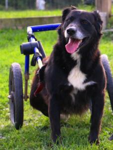 disabled dog named scooter