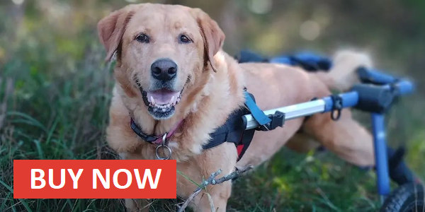 dog wheelchair for retriever