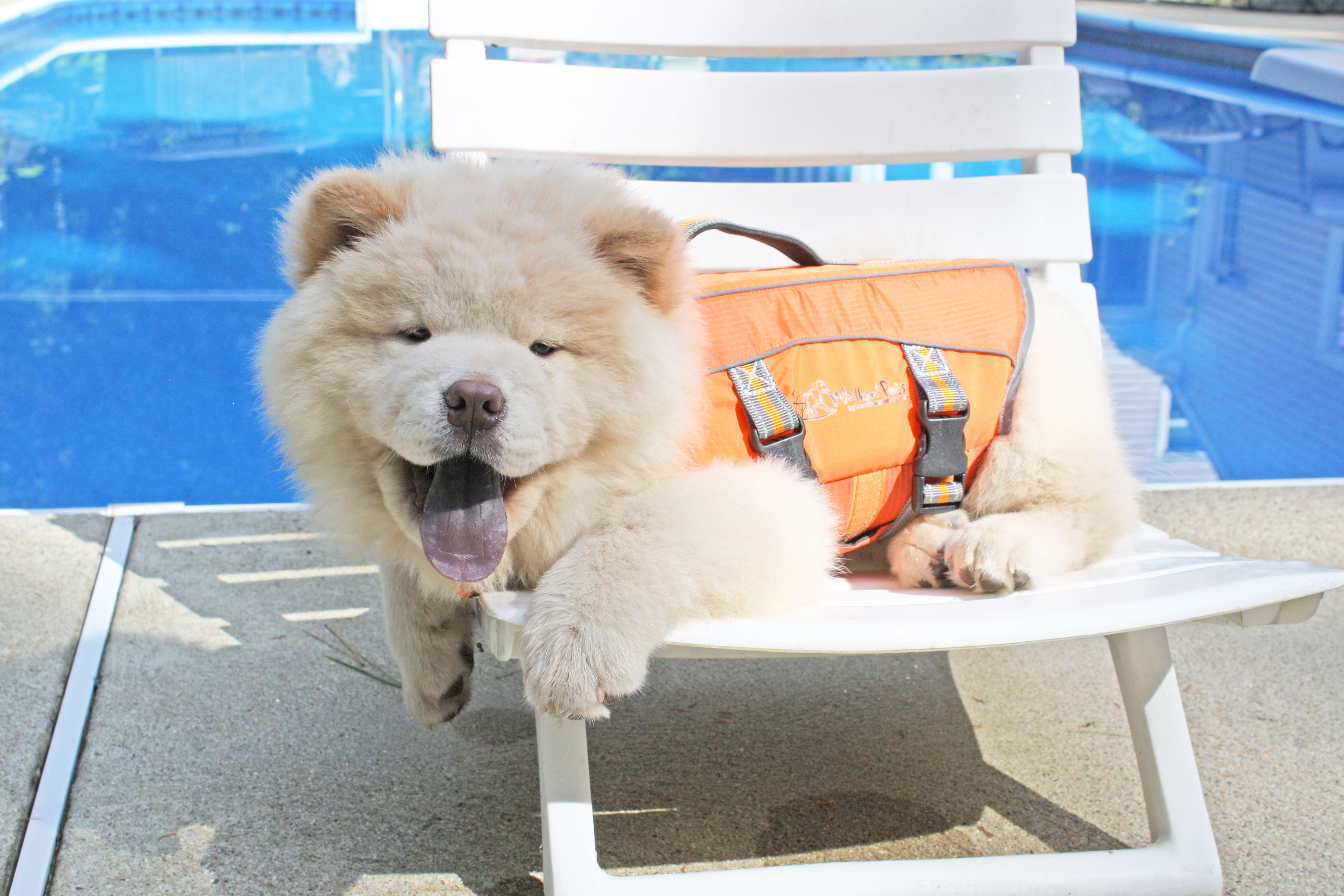 dog life jacket