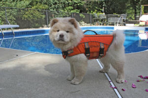 dog-life-jacket