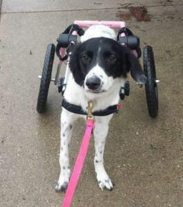 Mabel takes a first stroll in her Walkin' Wheels dog wheelchair