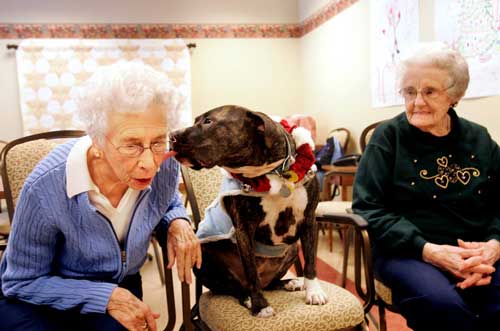 pit bull therapy dog