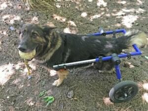 german-shepherd-with-dm-in-dog-wheelchair