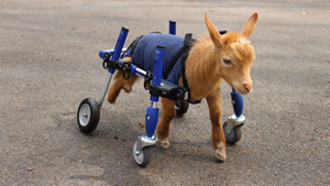 disabled goat wheelchair
