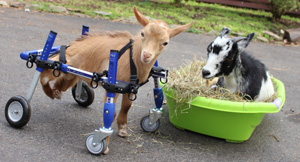 special needs goat wheelchair