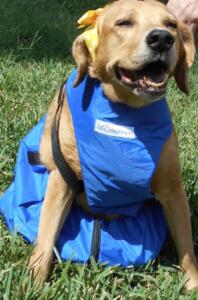 rescue-dog-uses-drag-bag
