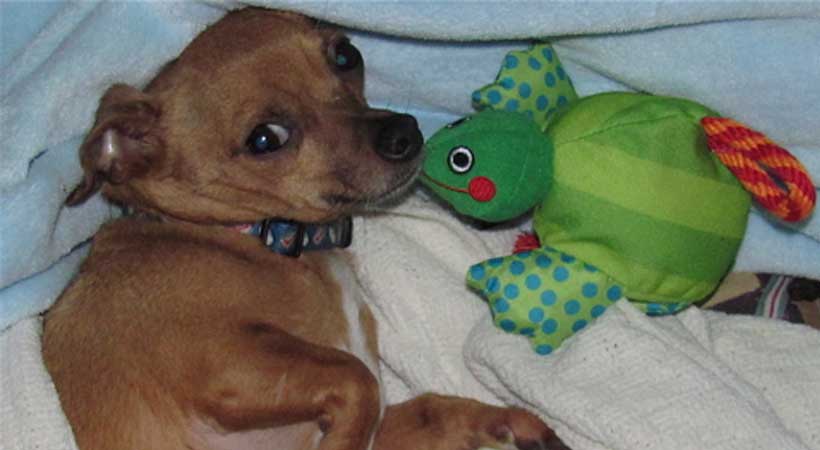 chihuahua with favorite toy