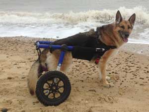 dog-wheelchairs-instead-of-euthanasia