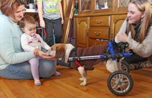 Wheelchair dog meets baby 