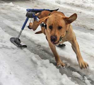 dog wheelchair in snow