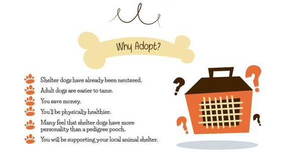 why adopt a disabled dog