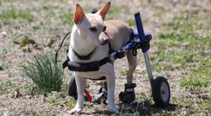 walkin' wheels dog wheelchair
