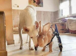 Full support wheelchair for paralyzed rabbit
