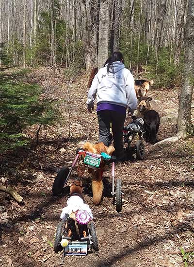 hiking with disabled dogs