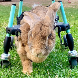 rabbit wheelchair
