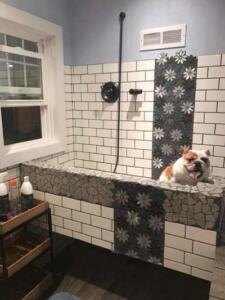 doggy-spa-for-rescue-dogs
