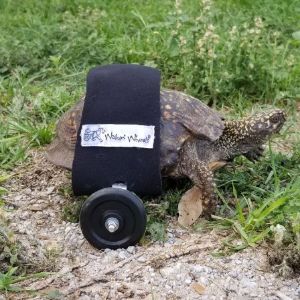 Turtle wheelchair scoots across grass