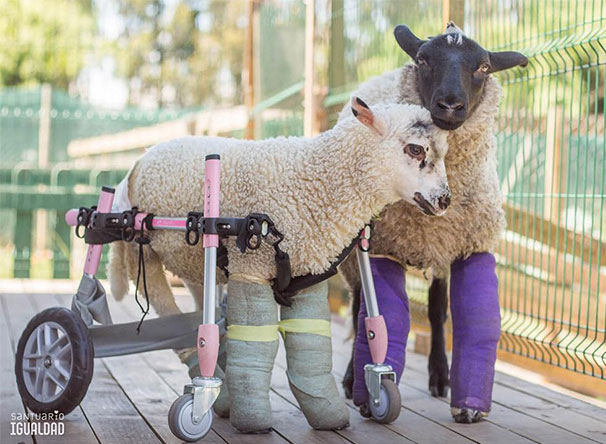 disabled lamb wheelchair
