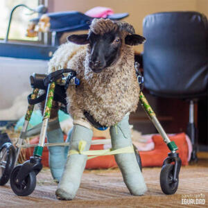 handicapped-lamb-wheelchair
