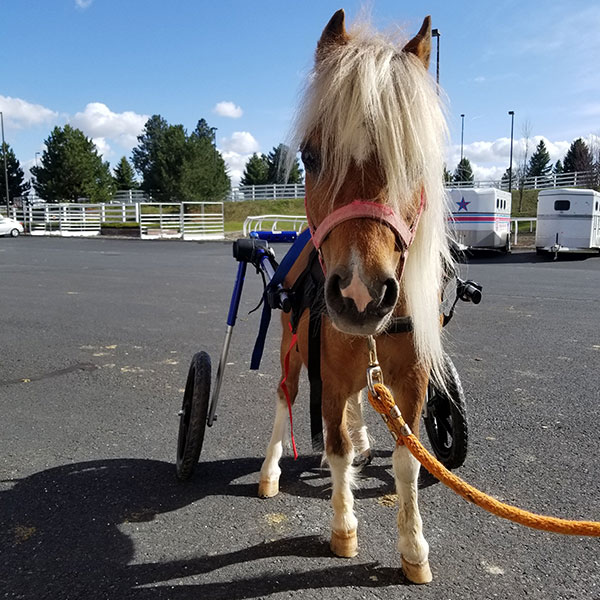 mini horse wheelchair