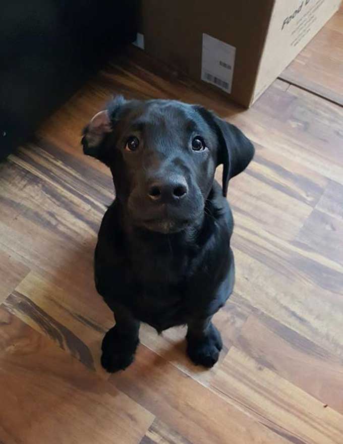 Gunnar's Wheels Foundation Helps Disabled Dogs Walkin' Pets