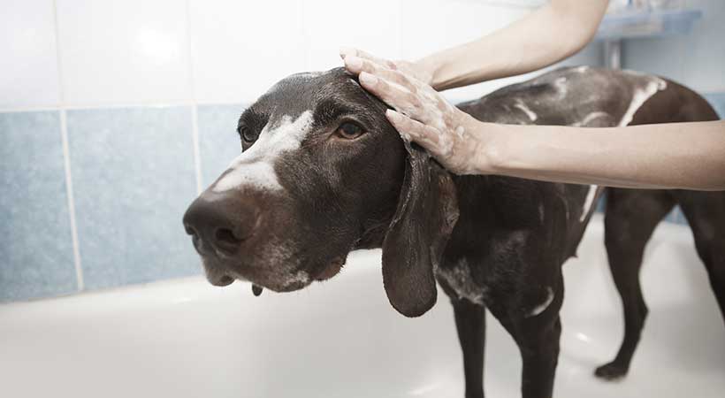 bathing senior dog