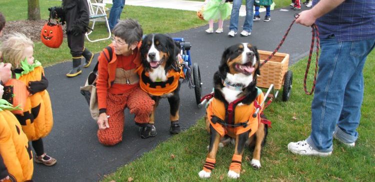 Trick or treat dogs