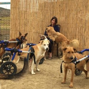 Rescue wheelchair dogs thrive