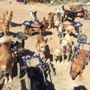 Tangier Wheelchair Dogs