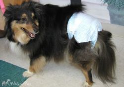 Dog Disposable Diaper