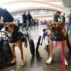 Airport Wheelchair Dogs