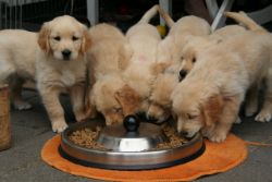 Puppies Eating a Healthy Meal