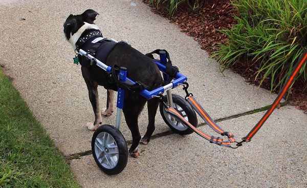 dog wheelchair leash