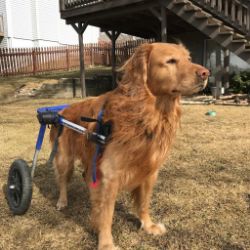 Rear Support Dog Wheelchair
