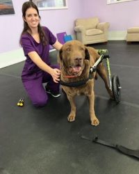 Veterinary Wheelchair Fitting