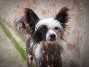 chinese crested dog mobility