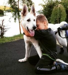 Comforting German Shepherd Wheelchair