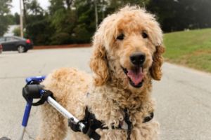 poodle wheelchair
