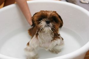 bathing a small dog