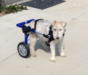 Wheaten Terrier Dog Wheelchair